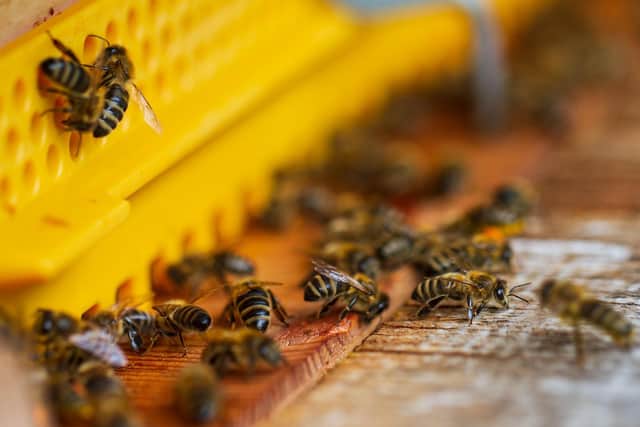 Honeybees.