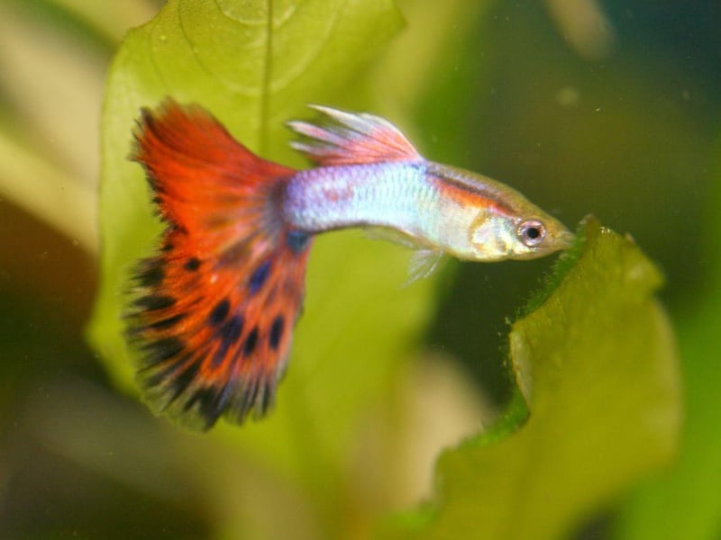 The beautiful Guppy is one of the most low maintenance tropical fish out there. Also known as the Millionfish or Rainbow fish - which have large multi-coloured tails and originally come from northeast South America. In common with some other common aquarium fish, they live-birth their young, rather than laying eggs. Many first time fish owners have been delighted to wake up one morning to find tiny Guppy babies have arrived overnight.