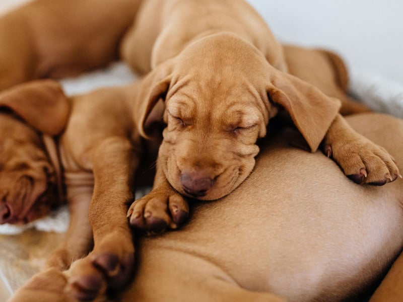 A natural hunter with a great sense of smell and a gentle nature, the Hungarian Vizsla gets on particularly well with children - one of the probable reasons it had 4,313 new registrations last year.
