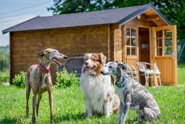 If you don’t want your pets anywhere near your flowers, shrubs and veggies, use decorative fencing as borders or barriers so they can’t access them.