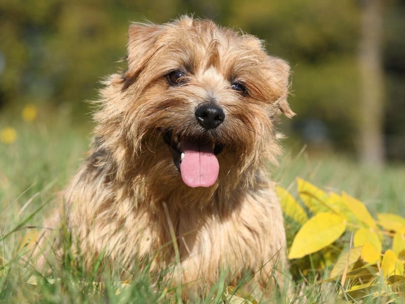 Alert and fearless, but with a lovable disposition, Norfolk Terriers are the smallest of the working terrier breeds at just 10 inches to the shoulder. But what they lack in size they make up for in character. They are wire-haired so hypoallergenic, and love people and children.