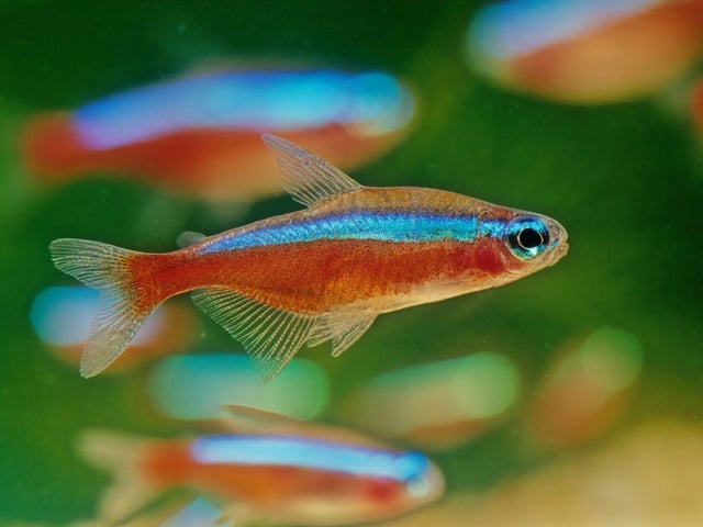 The final Tetra to add to the list of amazing tropical fish that hand out in schools - and maybe the flashiest - is the Cardinal Tetra. It's similar to the Neon Tetra, but with a distinctive red lower half of the body and an even more vibrant blue stripe. It's slightly less popular due to its high cost - on account of it being more difficult to breed in captivity.