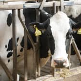 The number of cattle retained under the proosals has already proved a flashpoiint