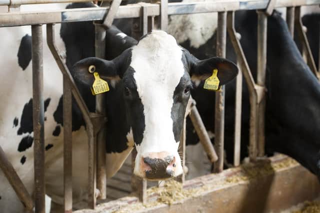 The number of cattle retained under the proosals has already proved a flashpoiint