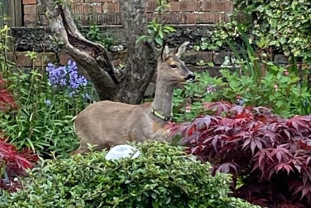 The deer, which was wearing a collar, was first spotted by local primary school pupils and later in a private garden in Rutherglen