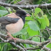 Rosy starlings, a cousin of the well-known common starling, have been seen feeding at bird tables up and down the nation -- including locations such as Aberdeenshire, Llandudno, Carmarthen, Rathlin, Dorset and Scarborough, and more. Picture: Martin Creasser