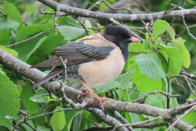 Rosy starlings, a cousin of the well-known common starling, have been seen feeding at bird tables up and down the nation -- including locations such as Aberdeenshire, Llandudno, Carmarthen, Rathlin, Dorset and Scarborough, and more. Picture: Martin Creasser