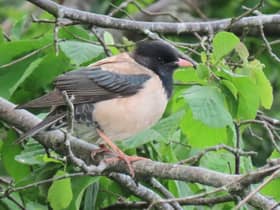 Rosy starlings, a cousin of the well-known common starling, have been seen feeding at bird tables up and down the nation -- including locations such as Aberdeenshire, Llandudno, Carmarthen, Rathlin, Dorset and Scarborough, and more. Picture: Martin Creasser