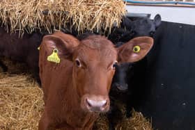 Young Aberdeen Angus cattle. Talks between the UK and Canada over a new trade deal have broken down on the subjects of beef and chees. Picture Bruce Rollinson