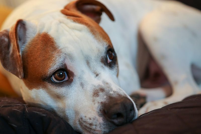 The Staffordshire Bull Terrier is prone to ear and skin infections related to allergies.
