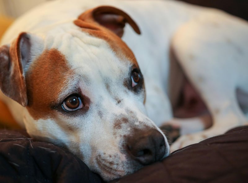 The Staffordshire Bull Terrier is prone to ear and skin infections related to allergies.