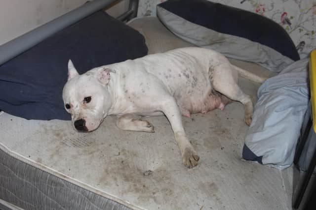 A heavily pregnant Staffie - most of the dogs were bred repeatedly, causing one to die
Pic: SSPCA
