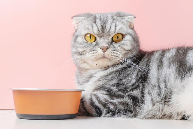 Did you know, cats don't really enjoy the smell of food when they are drinking water? Try moving their water bowl away from their food and it should make a difference.