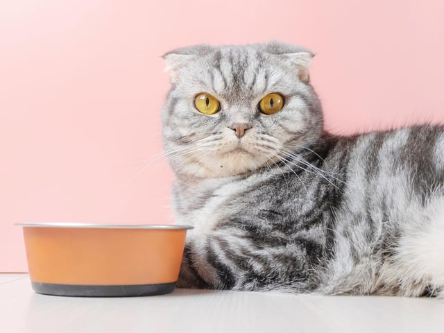 Did you know, cats don't really enjoy the smell of food when they are drinking water? Try moving their water bowl away from their food and it should make a difference.