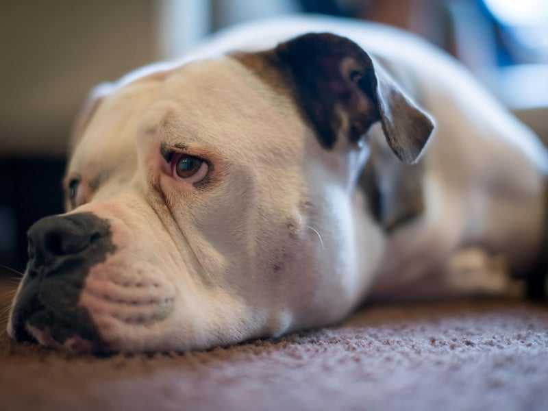 The last of three bulldogs on the list, and rounding out the top 10, is the American Bulldog with 63 thefts.