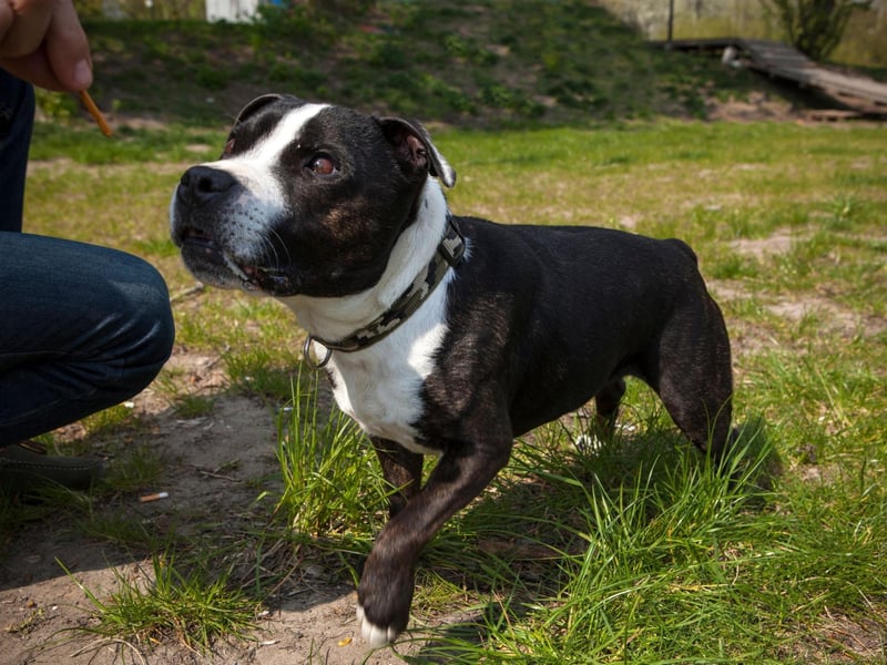 One of the most popular dog breeds in the UK, 367 Staffordshire Bull Terriers have been stolen in the last year.