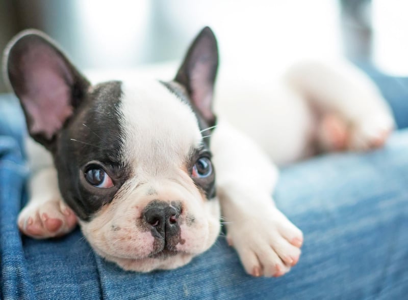 The only pup to seriously challenge the Labrador Retriever's hold on the dog owners of Britain is the French Bulldog. These fun little characters were once a relative rarity in UK parks but have become very popular over the last decade, particularly with those living in cities.