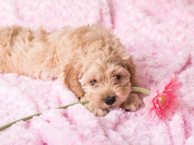 Completing our list is Bonnie. It's a traditional Scottish name meaning 'pretty'.