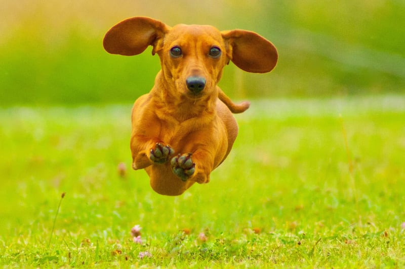 First time Dachshund owners may be surprised to find that their adorable pet does exactly what it wants when it wants. Don't worry though - it's perfectly normal for a sausage dog to think they are the boss. It's probably best just to do as they say.