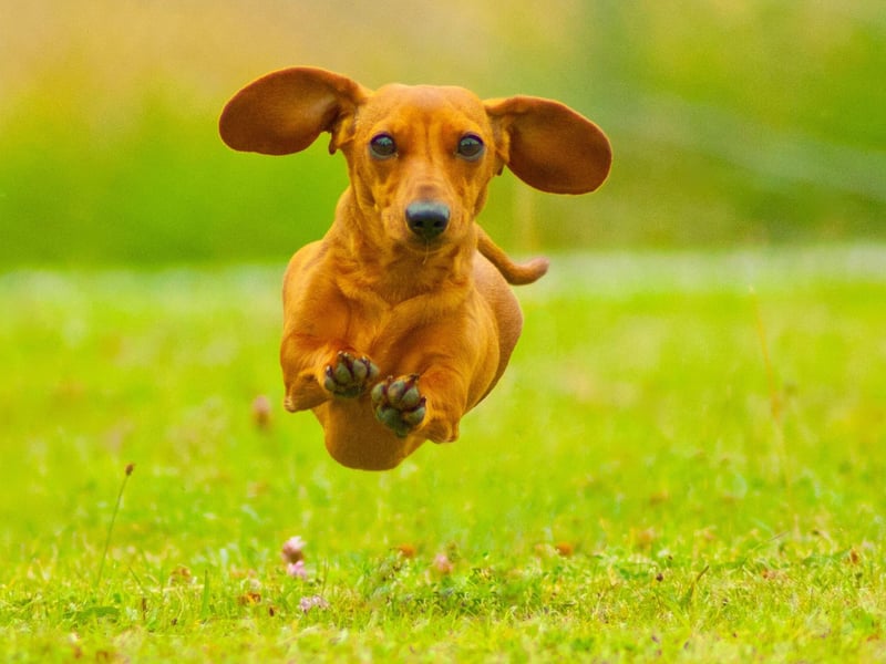 First time Dachshund owners may be surprised to find that their adorable pet does exactly what it wants when it wants. Don't worry though - it's perfectly normal for a sausage dog to think they are the boss. It's probably best just to do as they say.