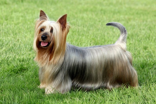 A close relation to the popular Yorkshire Terrier, the Australian Silky Terrier had four registrations last year - a relative resurgence after having none for the previous 24 months.
