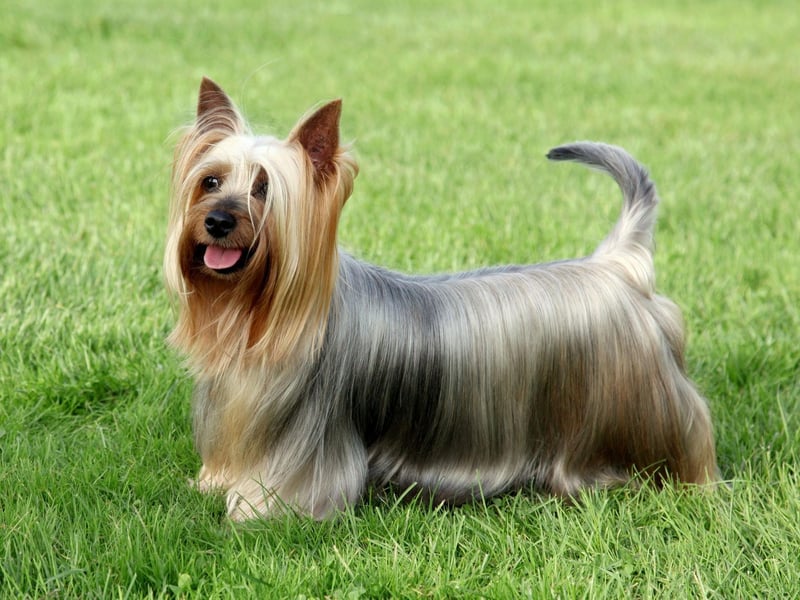 A close relation to the popular Yorkshire Terrier, the Australian Silky Terrier had four registrations last year - a relative resurgence after having none for the previous 24 months.