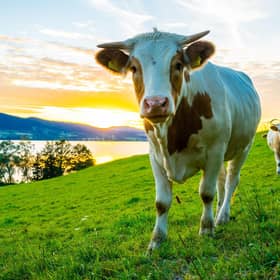 Is going vegan the best way to save the environment? (Getty Images)