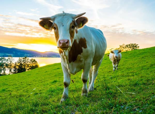Is going vegan the best way to save the environment? (Getty Images)