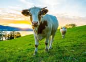 Is going vegan the best way to save the environment? (Getty Images)