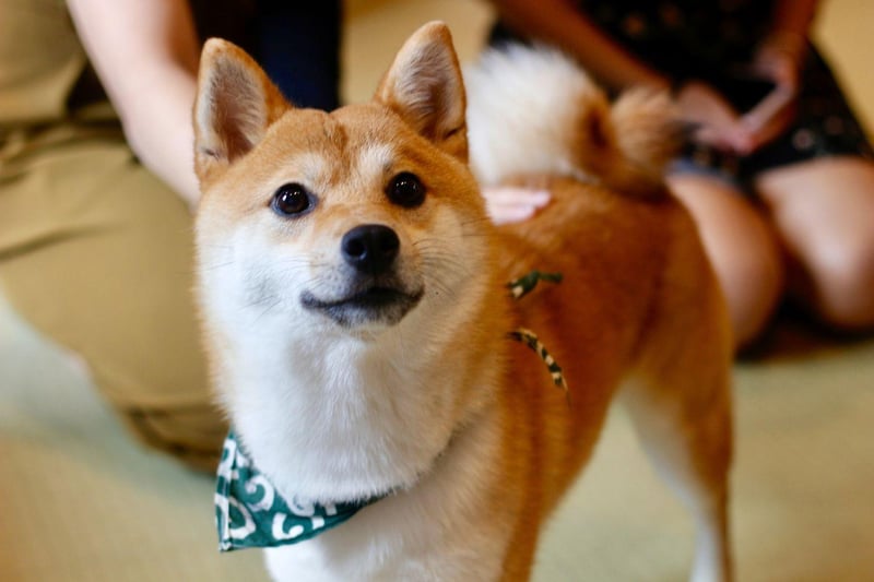 Another traditional hunting dog, this time from Japan, the Shiba Inu suffers very little separation anxiety so doesn't mind being left alone for a few hours and thrive in flats or apartments. They can be tricky to train and need a good daily workout, but once they form a relationship with their owner it's an unbreakable bond.