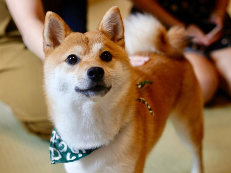 Another traditional hunting dog, this time from Japan, the Shiba Inu suffers very little separation anxiety so doesn't mind being left alone for a few hours and thrive in flats or apartments. They can be tricky to train and need a good daily workout, but once they form a relationship with their owner it's an unbreakable bond.