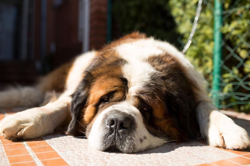The most gentle of canine giants, the Saint Bernard is as calm as it is huge. They are particularly great with children - known for being 'nanny' dogs.