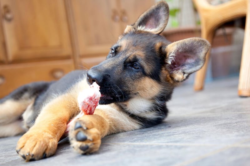 The final podium place for most popular German Shepherd name goes to Zeus. Zeus was the king of the gods in Greek mythology, with the name meaning 'sky father'.