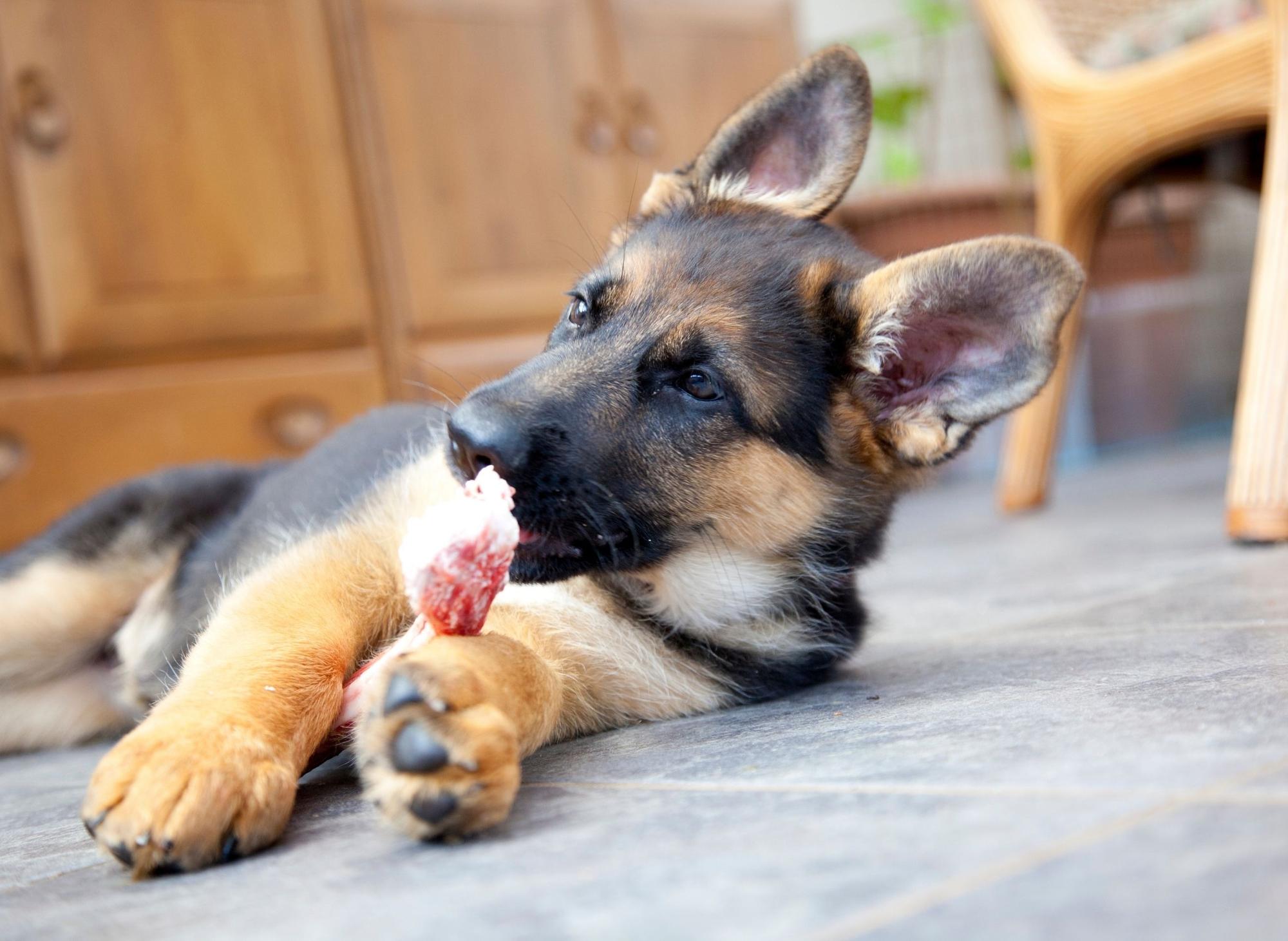 what-does-the-name-zeus-mean-for-a-dog