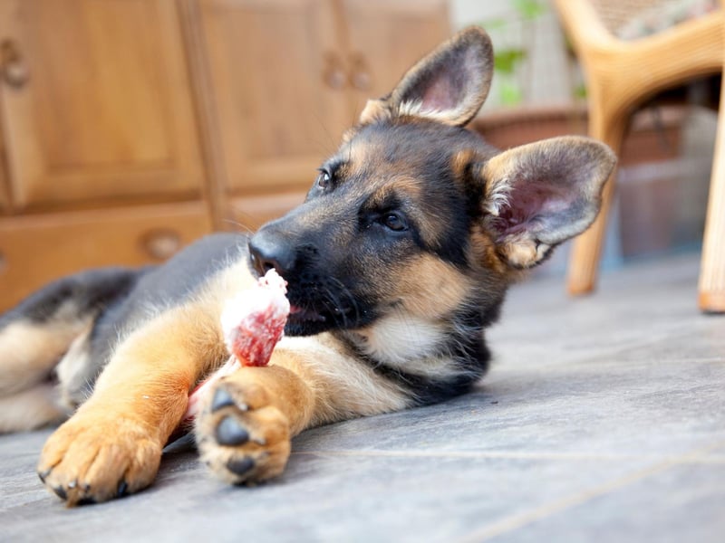 The final podium place for most popular German Shepherd name goes to Zeus. Zeus was the king of the gods in Greek mythology, with the name meaning 'sky father'.