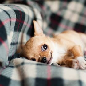A feisty chihuahua on the bus reminded columnist Susan Morrison of the way her mum fought off Covid. PIC: rawpixel.co.uk