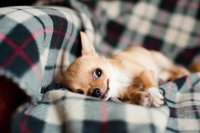 A feisty chihuahua on the bus reminded columnist Susan Morrison of the way her mum fought off Covid. PIC: rawpixel.co.uk