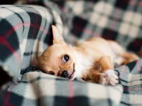 A feisty chihuahua on the bus reminded columnist Susan Morrison of the way her mum fought off Covid. PIC: rawpixel.co.uk