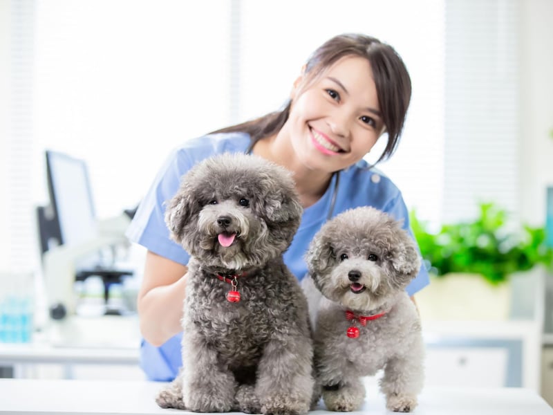 Suffrering from vomiting or diarrhoea is probably the most obvious sign that your dog isn't feeling well. If it's just an isolated incident then there's no need to medical attention - they might have just eaten something that they shouldn't have. If there's prolongued sickness over more than a day a check-up is required to address any underlying health issue.