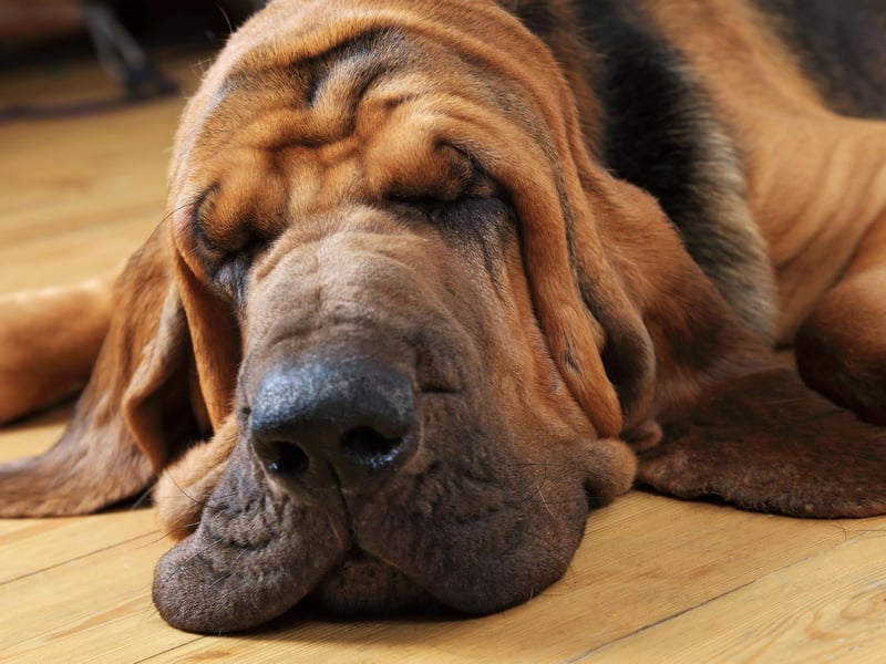 Bloodhounds are adorable and good-natured dogs but their incredible sense of smell can distract them from whatewver you are asking them to do. They can also be lazy, lacking any real motivation to learn.