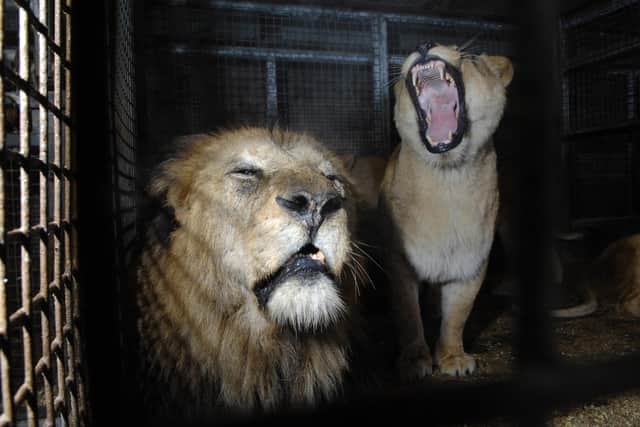 The Blair Drumond lion enclosure remains one of the star attractions with the 2019 birth of two cubs - Faith and Hope - one of the highlights of recent times. PIC: TSPL.