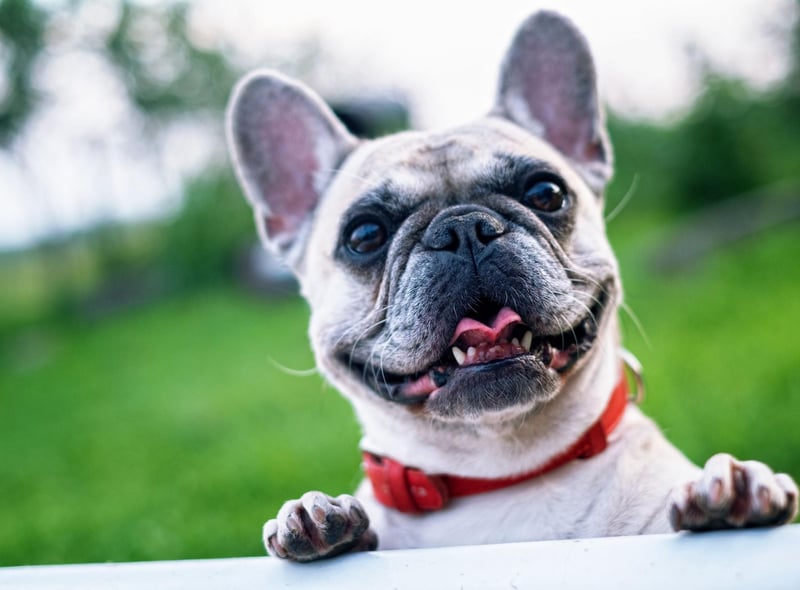 Another dog that only needs a couple of short walks each day is the French Bulldog. They don't need much space, are low maintenance, but are incredibly affectionate.