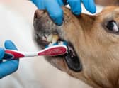 Certain breeds of dog need a close eye kept on their teeth to stop problems from developing.