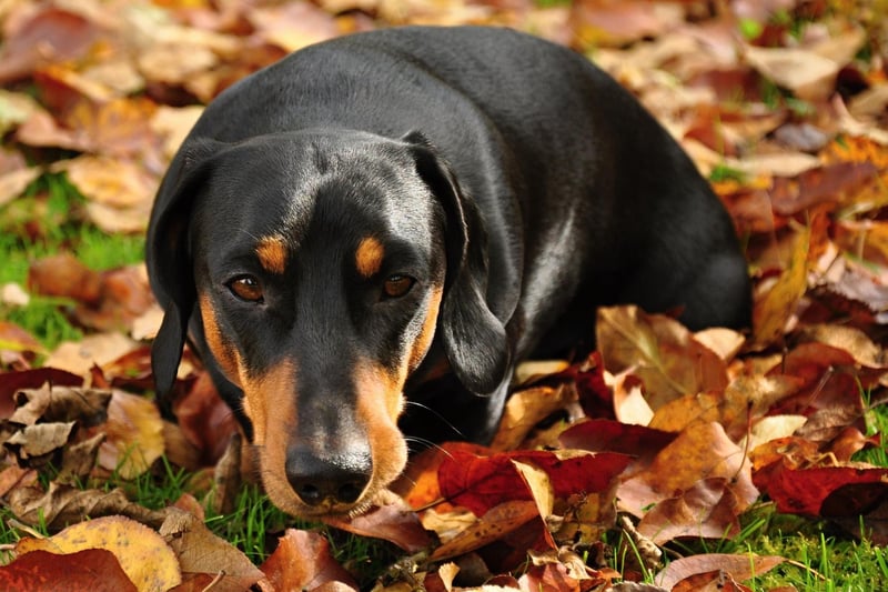 Celebrity Dachshund owners include Kirsten Dunst, Ashley Olssen, Adele, David Bowie and David Hasselhoff. They are also popular with artists - Andy Warhol, David Hockney and Picasso were all known to be fans of the breed.