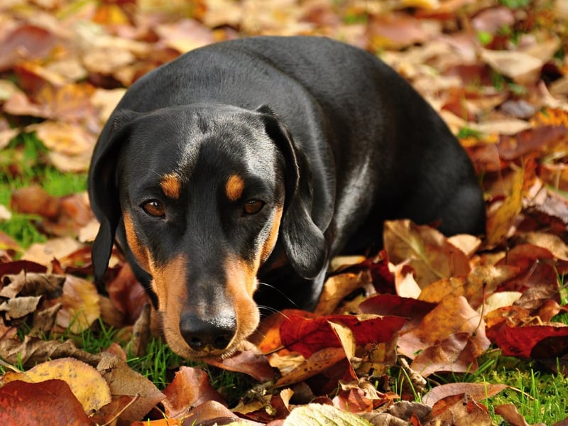 Celebrity Dachshund owners include Kirsten Dunst, Ashley Olssen, Adele, David Bowie and David Hasselhoff. They are also popular with artists - Andy Warhol, David Hockney and Picasso were all known to be fans of the breed.