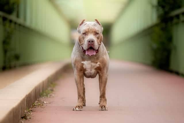 A ban on XL bully dogs has come into force in England and Wales