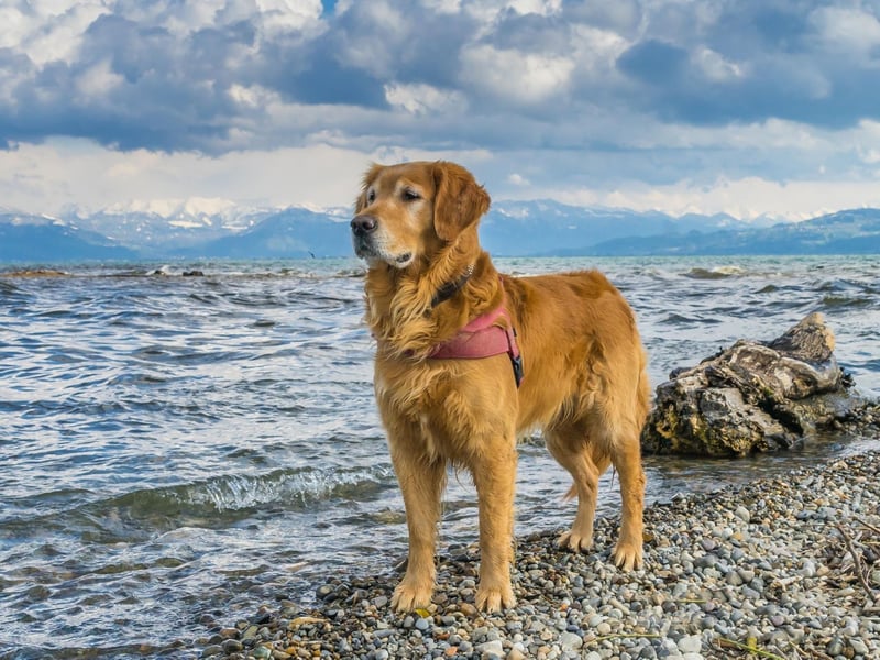 Lord Tweedmouth of Inverness is the person created with creating the Golden Retriever. In 1864 he bred what was known as a Yellow Retriever called Nous with a liver-coloured Tweed Water Spaniel called Belle. It's thought that the majority of modern Golden Retrievers are descended from the resulting litter of puppies.