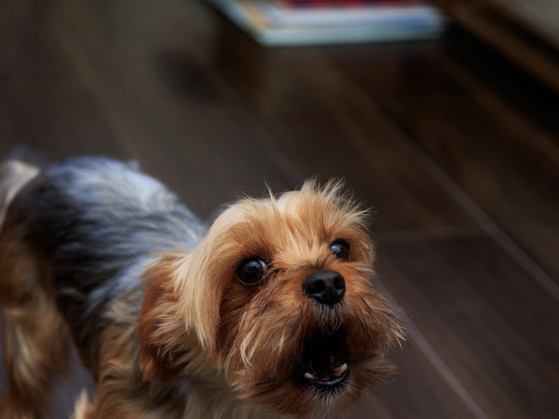 The Yorkshire Terrier, or Yorkie, is another small dog that can make a big noise. There are very few occasions that do not warrant a spirited barking notification.