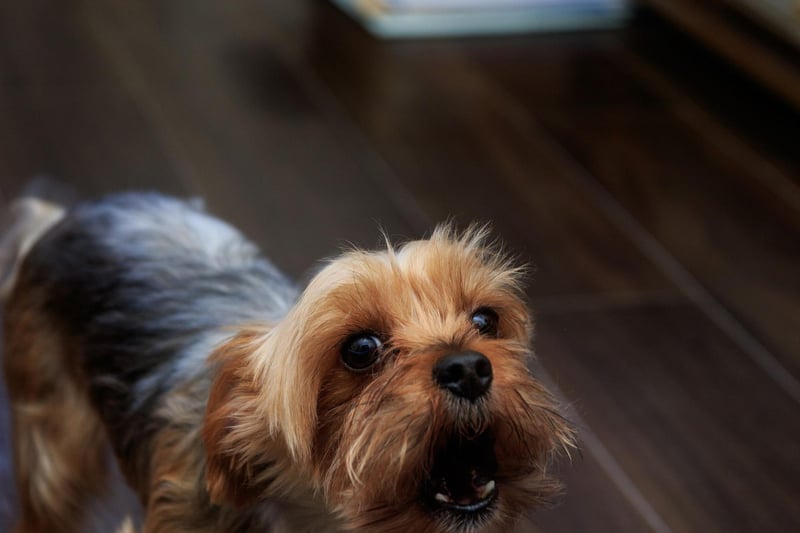 The Yorkshire Terrier, or Yorkie, is another small dog that can make a big noise. There are very few occasions that do not warrant a spirited barking notification.