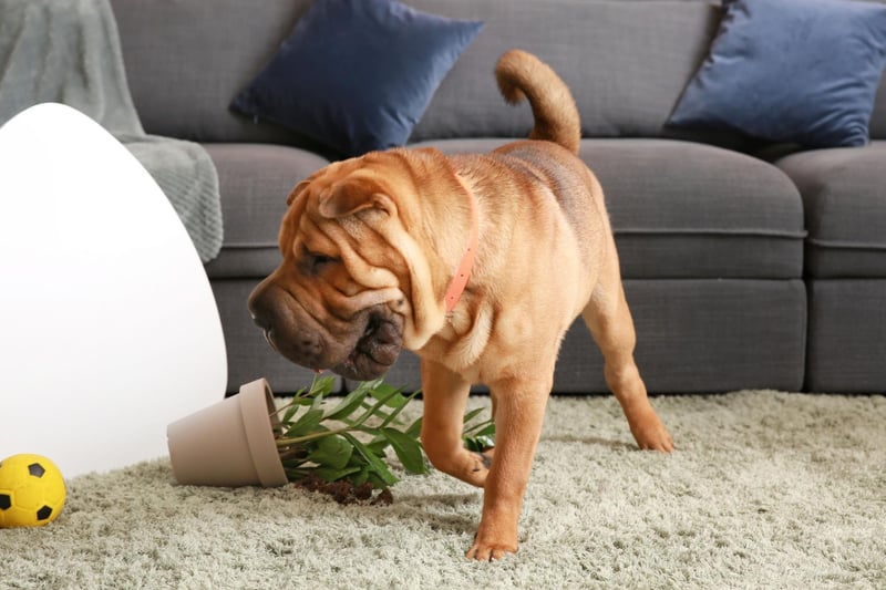 The zoomies, or Frenetic Random Activity Periods (FRAPs), refer to those unmistakable explosions of energy that dogs have on occasion. A total of 17 per cent of owners have reported breakages causes bay their dog careering around the house uncontrollably.